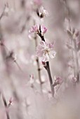 PRUNUS DULCIS, ALMOND