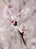 PRUNUS DULCIS, ALMOND