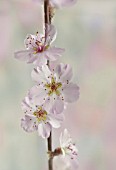 PRUNUS DULCIS, ALMOND