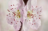 PRUNUS DULCIS, ALMOND