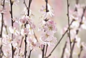 PRUNUS DULCIS, (ALMOND FLOWER)