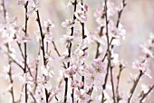 PRUNUS DULCIS, ALMOND