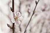 PRUNUS DULCIS, ALMOND