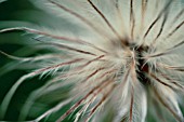 PULSATILLA VULGARIS, PASQUE FLOWER