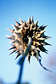 CYNARA CARDUNCULUS, CARDOON