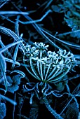 DAUCUS CAROTA, CARROT - WILD CARROT