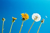 TARAXACUM OFFICINALE, DANDELION