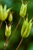 AQUILEGIA, AQUILEGIA, COLUMBINE