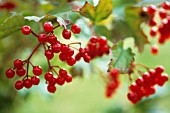 VIBURNUM OPULUS, GUELDER ROSE