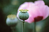 PAPAVER SOMNIFERUM, POPPY - OPIUM POPPY