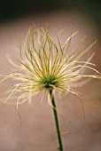 PULSATILLA VULGARIS, PASQUE FLOWER