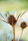 ERYNGIUM BOURGATII, SEA HOLLY