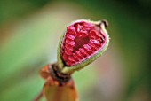 PAEONIA MLOKOSEWITSCHII, PEONY - CAUSICAN PEONY