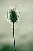 DIPSACUS FULLONUM, TEASEL