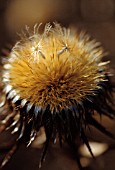 CARLINA VULGARIS, THISTLE - CARLINE THISTLE