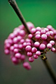 CALLICARPA BODINIERI, BEAUTY BERRY