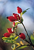 ROSA CANINA, ROSEHIP