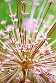 ALLIUM SCHUBERTII, ALLIUM