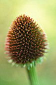 ECHINACEA