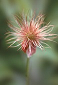 PULSATILLA VULGARIS, PASQUE FLOWER