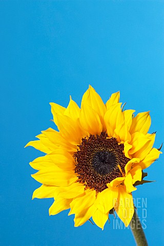 HELIANTHUS_SUNFLOWER