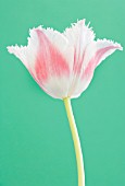 TULIPA, TULIP - PARROT TULIP