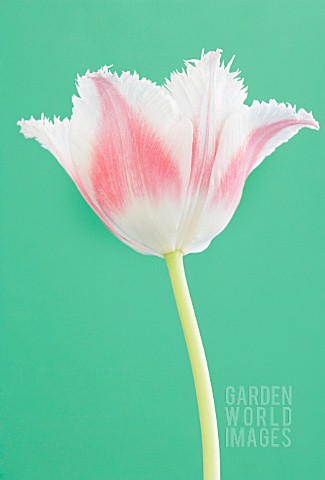 TULIPA_TULIP__PARROT_TULIP