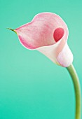 ARUM, LILY - ARUM LILY, CALLA LILY