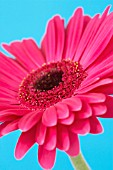 GERBERA, GERBERA