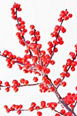 ILEX, HOLLY