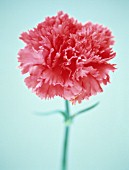 DIANTHUS, PINK