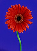 GERBERA, GERBERA