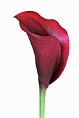 ZANTEDESCHIA, LILY - ARUM LILY, CALLA LILY