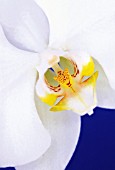 PHALAENOPSIS, ORCHID MOTH ORCHID