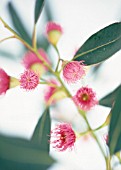 EUCALYPTUS LEUCOXYLON, EUCALYPTUS (yellow gum)