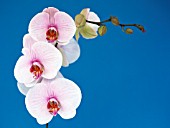 PHALAENOPSIS, ORCHID - MOTH ORCHID