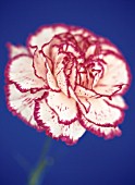 DIANTHUS, CARNATION