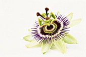 PASSIFLORA CAERULEA, PASSION FLOWER