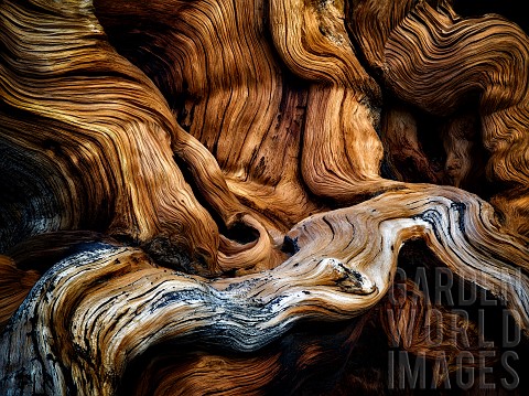 Gnarled_exposed_roots_of_Bristlecone_Pine_Tree_Ancient_Bristlecone_Pine_Forest_Inyo_county_Californi