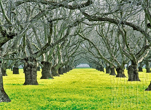 Old_walnut_orchard_with_yellow_legume_ground_cover_Near_Colusa_California_USA