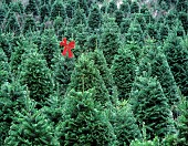 Grand fir Christmas trees with red bow on one, Oregon, USA.
