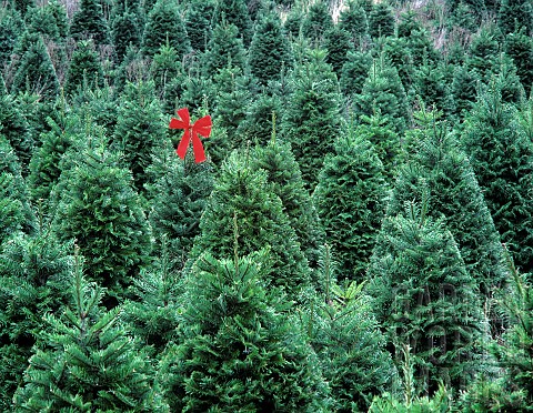Grand_fir_Christmas_trees_with_red_bow_on_one_Oregon_USA