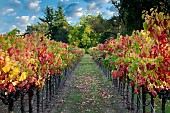 Rows of autumnal coloured grape vines, Vineyards of Napa Valley, California, USA