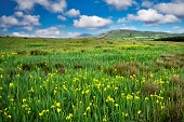 Wild Iris in pasture on Slea Head Drive, County Kerry, Ireland.