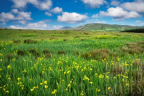 Wild_Iris_in_pasture_on_Slea_Head_Drive_County_Kerry_Ireland
