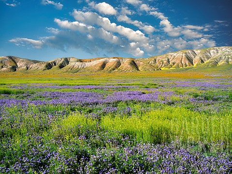 Carizzo_plain_with_mostly_purple_Fremonts_Phacelia_Pacelia_fremontii_Carrizo_Plain_National_Monument