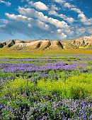 Carizzo plain with mostly purple Fremonts Phacelia, Pacelia fremontii, Carrizo Plain National Monument, California, USA.