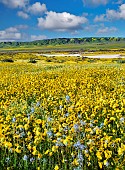 Field of Hillside Daisies, Monolopia lanceolata, and blue Native Mustard, Guillenia lemmonii, Carrizo Plain National Monument, California, USA.