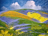 Wildflowers covering hills, Carrizo Plain National Monument, California, USA.