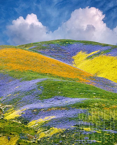 Wildflowers_covering_hills_Carrizo_Plain_National_Monument_California_USA